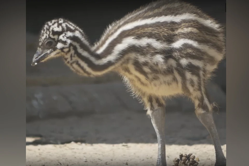 В нижегородском зоопарке "Лимпопо" родились страусята Эму. Фото: скрин с видео
