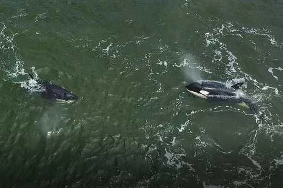 Первых узников приморской «китовой тюрьмы» выпустили на волю в Охотском море. Фото: ВНИРО