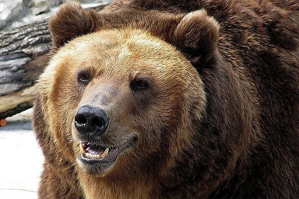 Выживший в медвежьей берлоге мужчина оказался… больным псориазом из Казахстана.