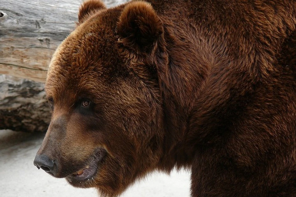 Приближаться к медведю нельзя ни в коем случае. Это смертельно опасно как для человека, так и для животного