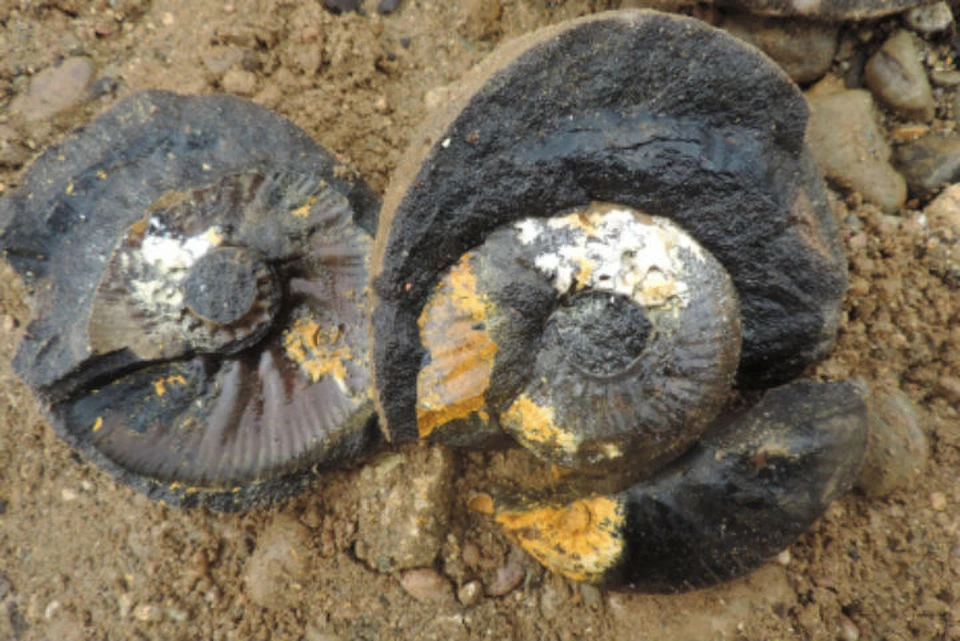 В Костромской области нашли раковины огромных древних моллюсков. Фото: Костромское областное отделение РГО.