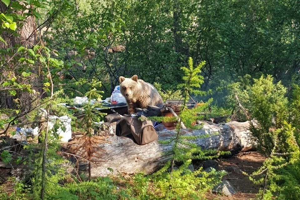 В Норильске нахальный медведь заявился на пикник и съел чужие шашлыки. Фото: Норильск Новости"