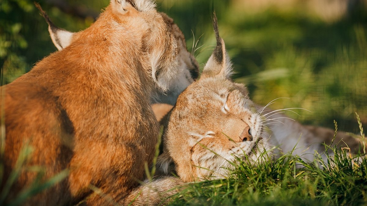 19 фото влюбленных животных, которые растопят ваше сердце - KP.RU