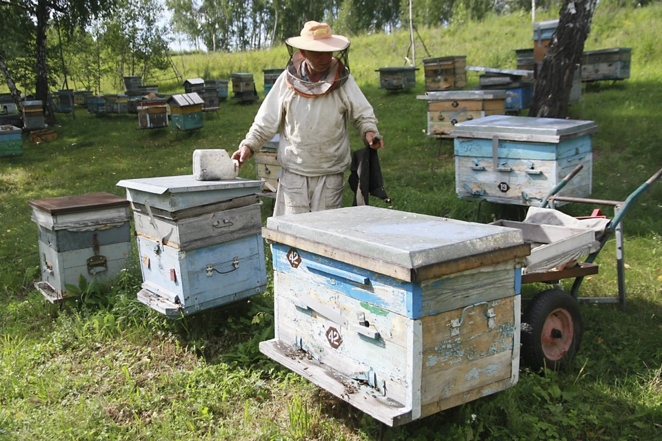 Пчелы буквально травятся химикатами, которые распыляют над полями