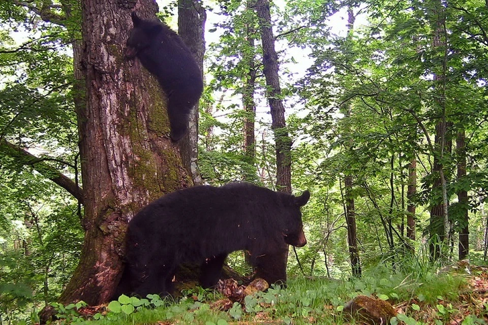 Семья гималайских медведей облюбовала широкий дуб и «прописалась» в дупле.