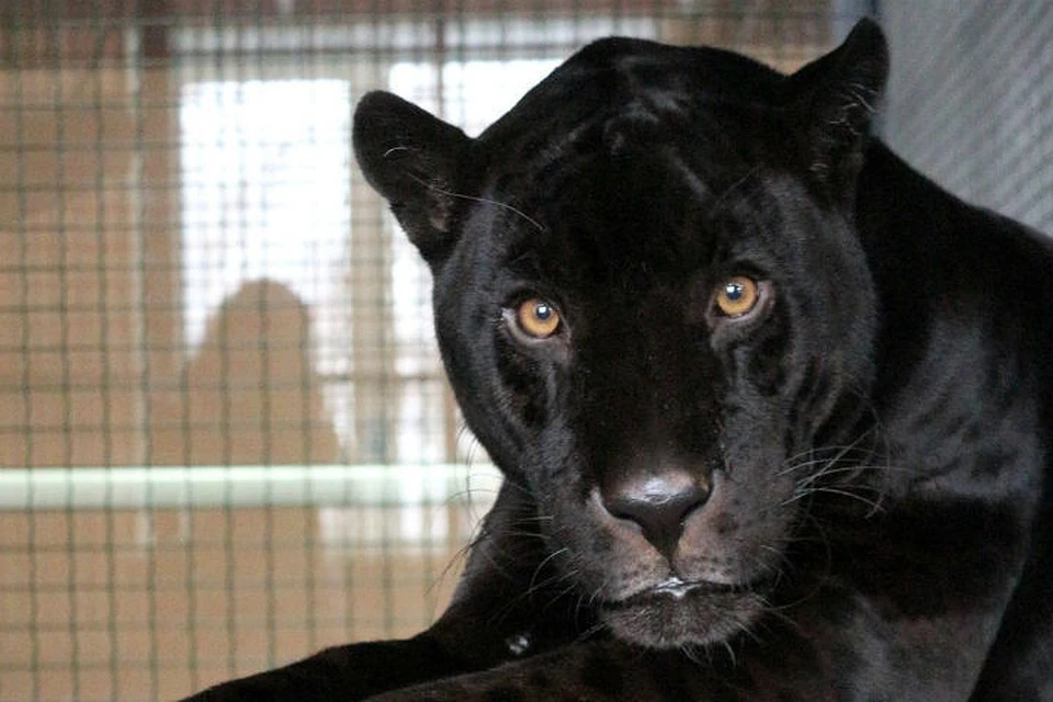 В красноярском зоопарке черный ягуар сбежал из вольера. Фото: пресс-служба зоопарка "Роев ручей"