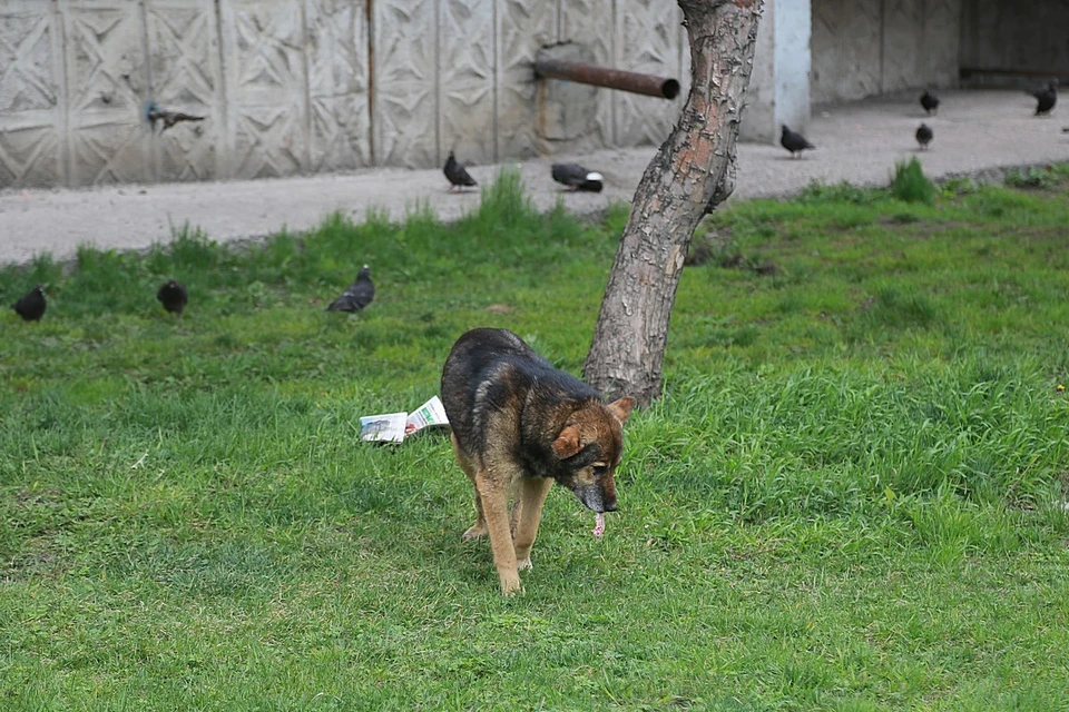 «Бездомный пес» обращается к властям Красноярска с просьбой принять меры