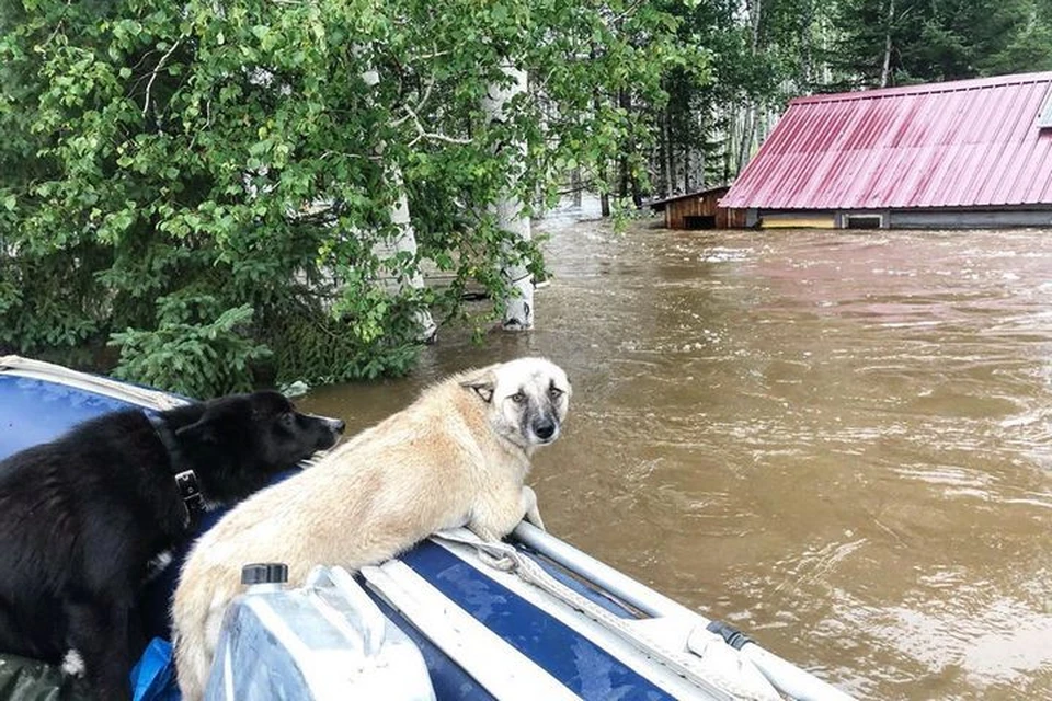В затопленных населенных пунктах есть люди, которые соблюдают право животных на жизнь. Фото: goryachie_cerdca
