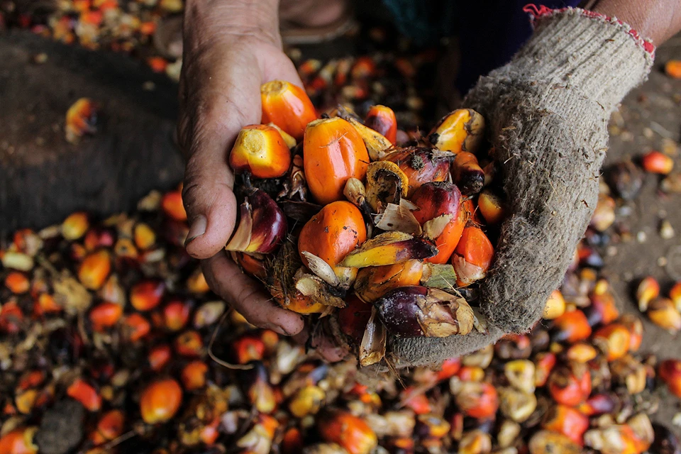 Производство пальмового масла в индонезийской провинции Ачех. Фото BarcroftMedia/TASS