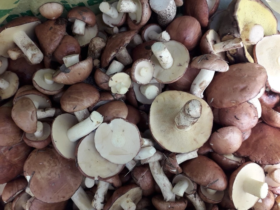 Богатый улов. Фото: Сергей Слепов