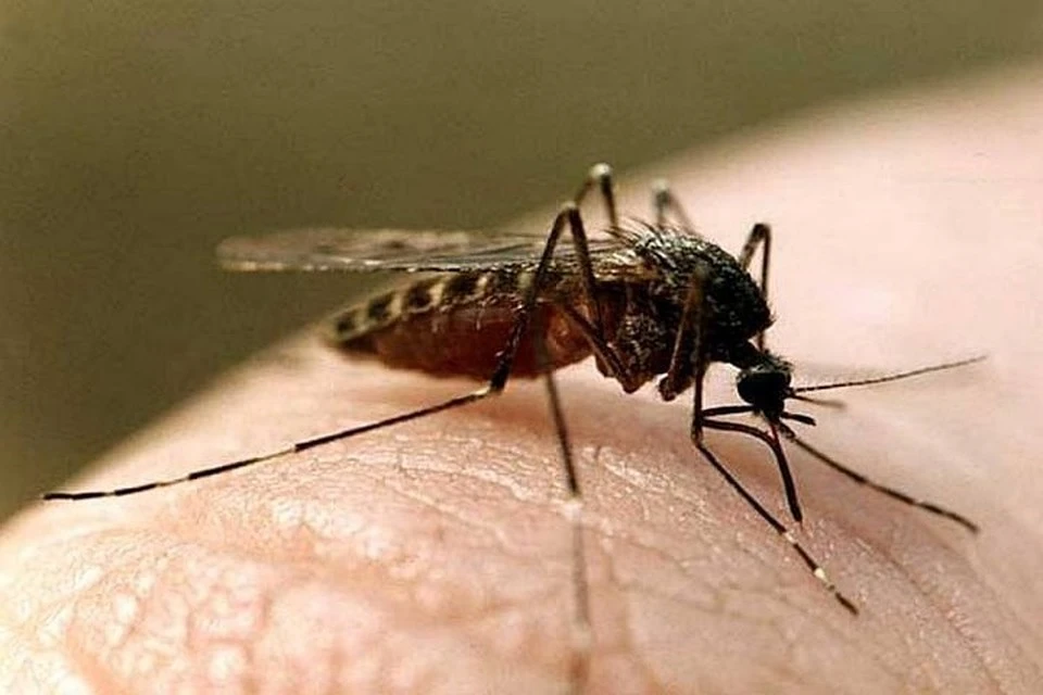 Комары переносят человеку даже паразитов