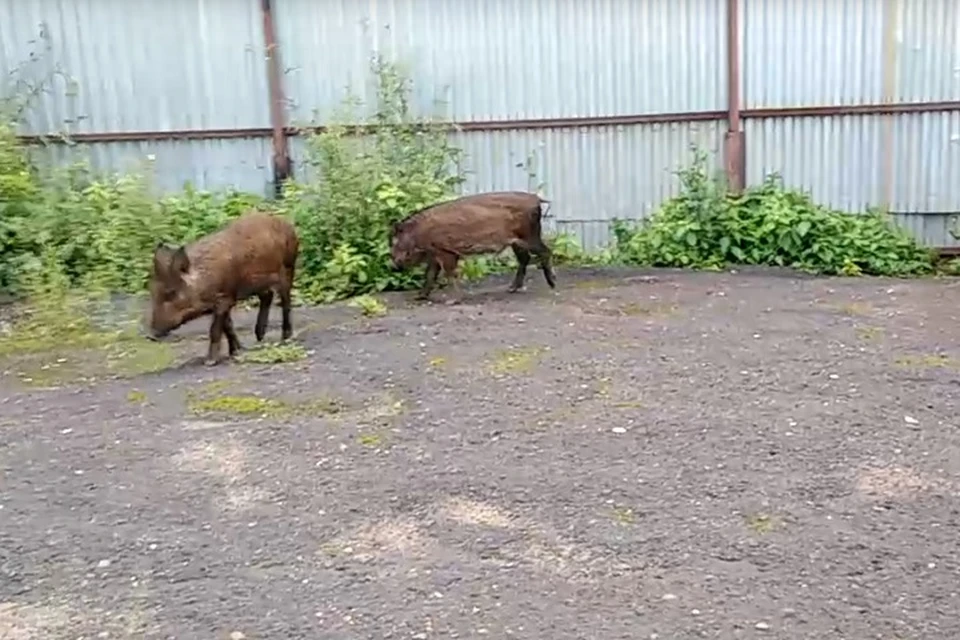 Кабанята гуляют. Скриншот из видео в группе Пермского зоопарка