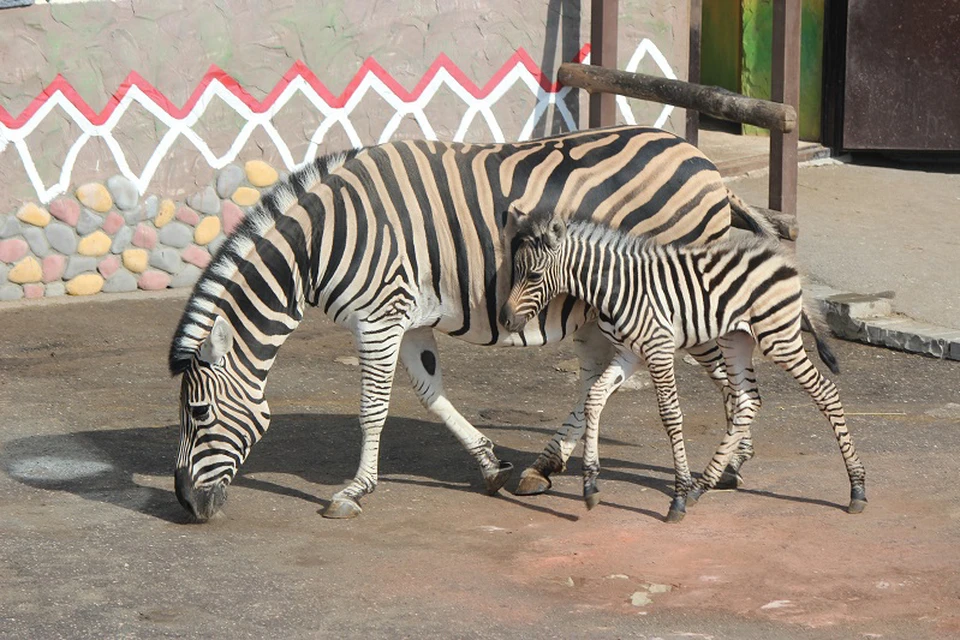 Фото: пресс-служба зоопарка.