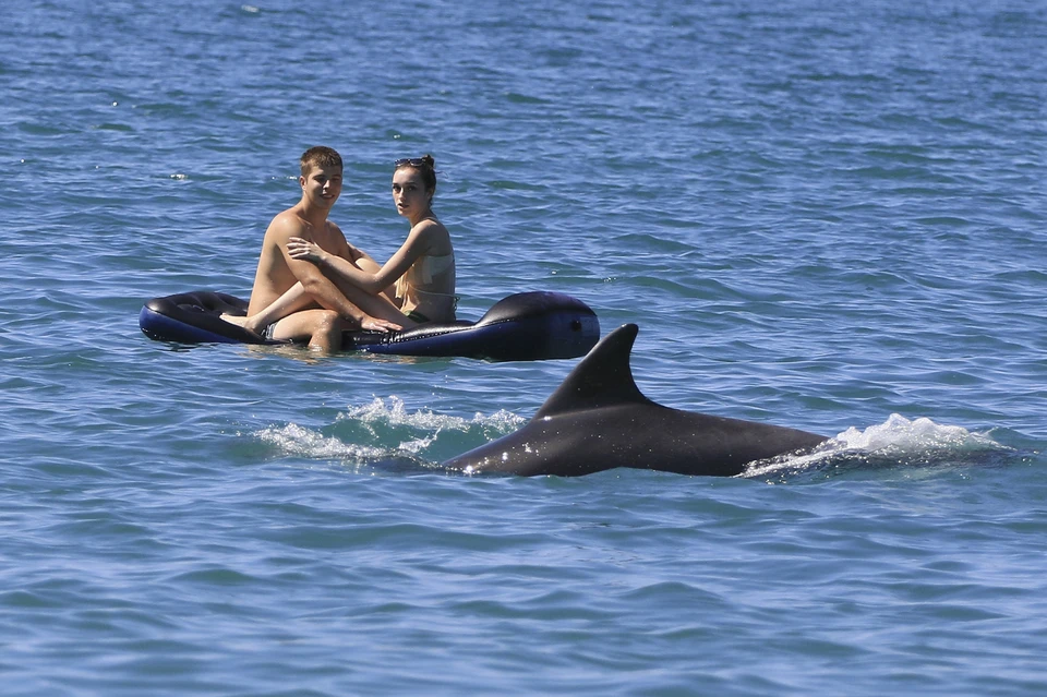 Дикие дельфины очень близко подплывают к людям.