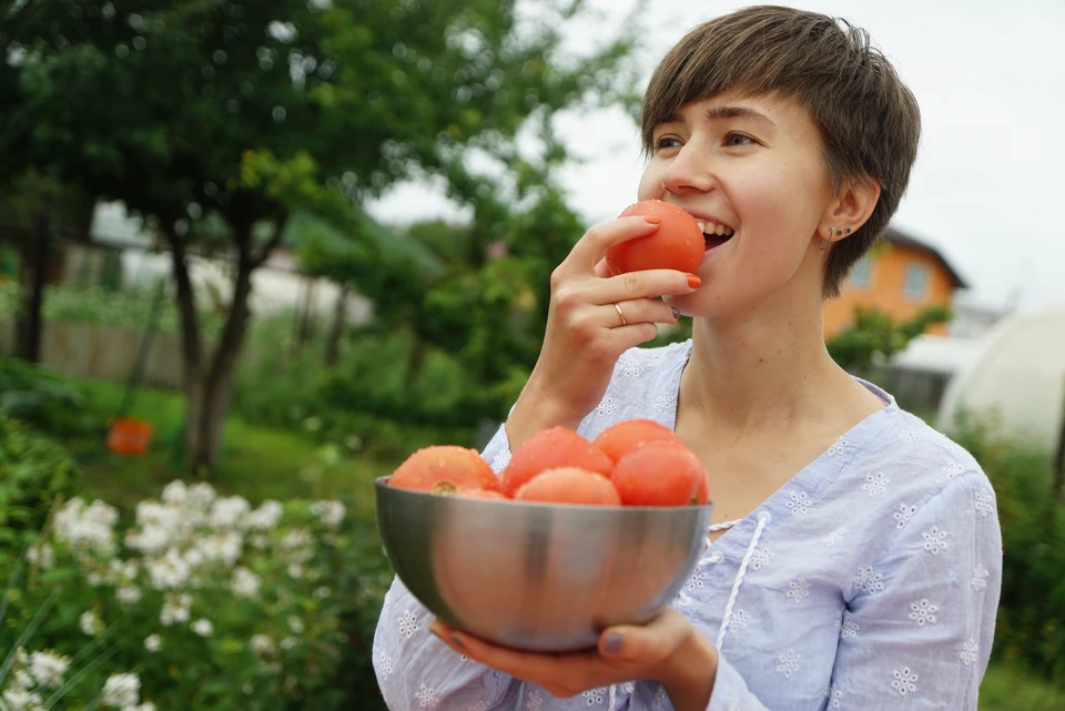 Август - это время для сбора урожая томатов.