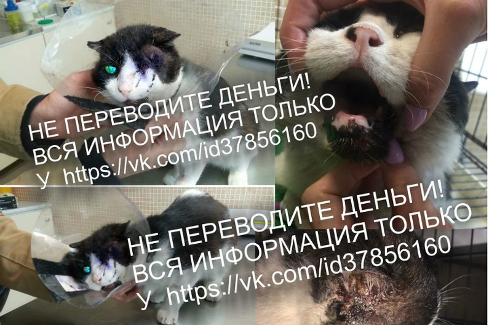 Сбитому машиной коту Бублику из Омска ищут семью