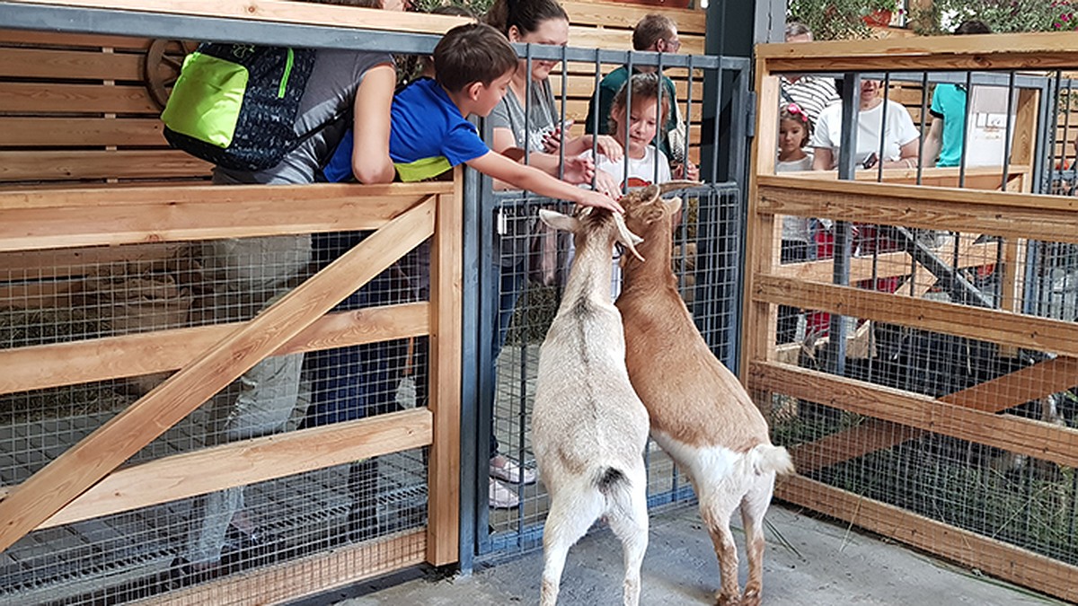 В Москве открыли детский зоопарк с камерунскими козочками - KP.RU