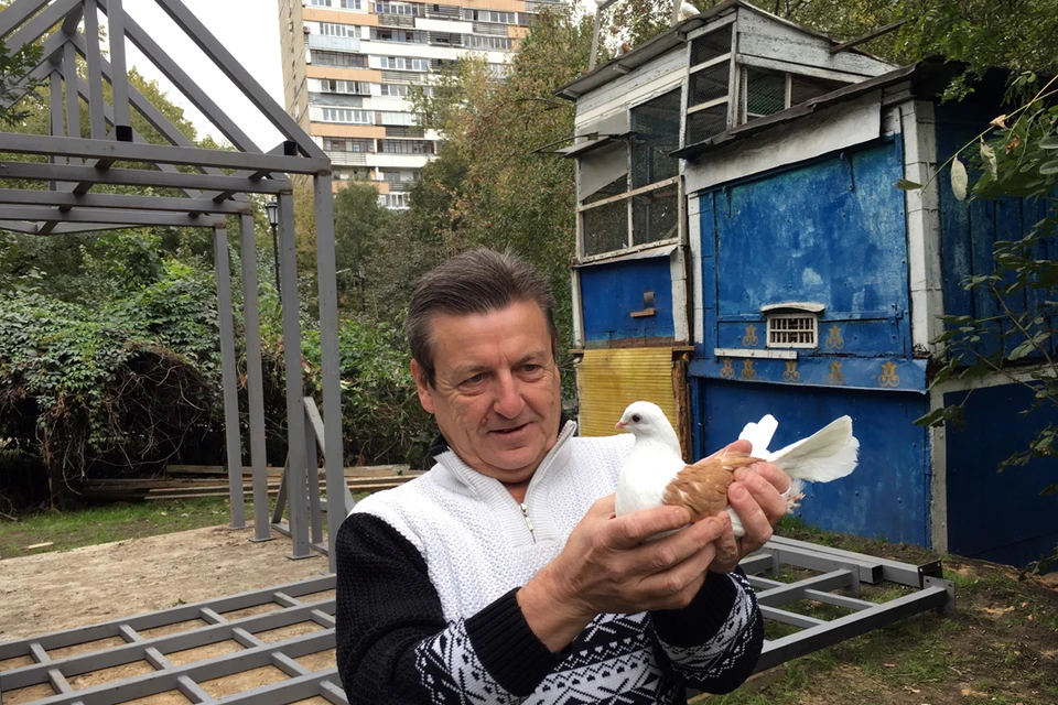 Рафаиль Хамидулин считает, что для его любимых голубей вместо старого домика сделают настоящие хоромы.