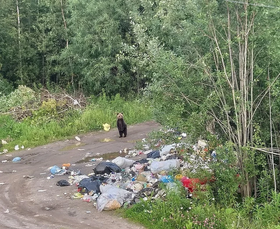 Медвежонок бродил рядом с помойкой. Фото Натальи Литвиновой