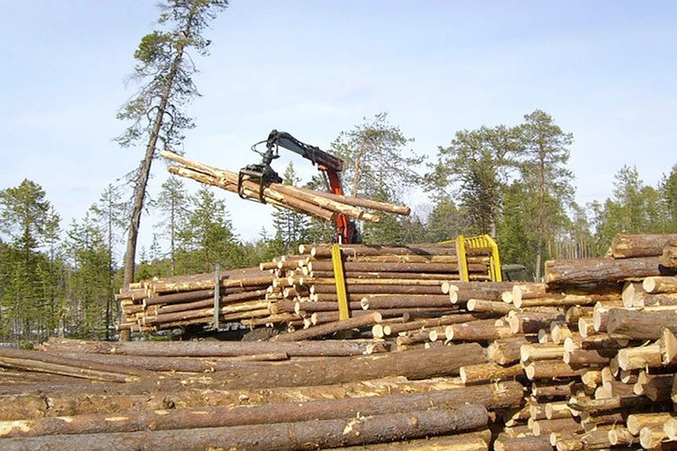 Страны Балтии стали донорами древесины для Финляндии и Швеции. Фото: с сайта stroyres.net
