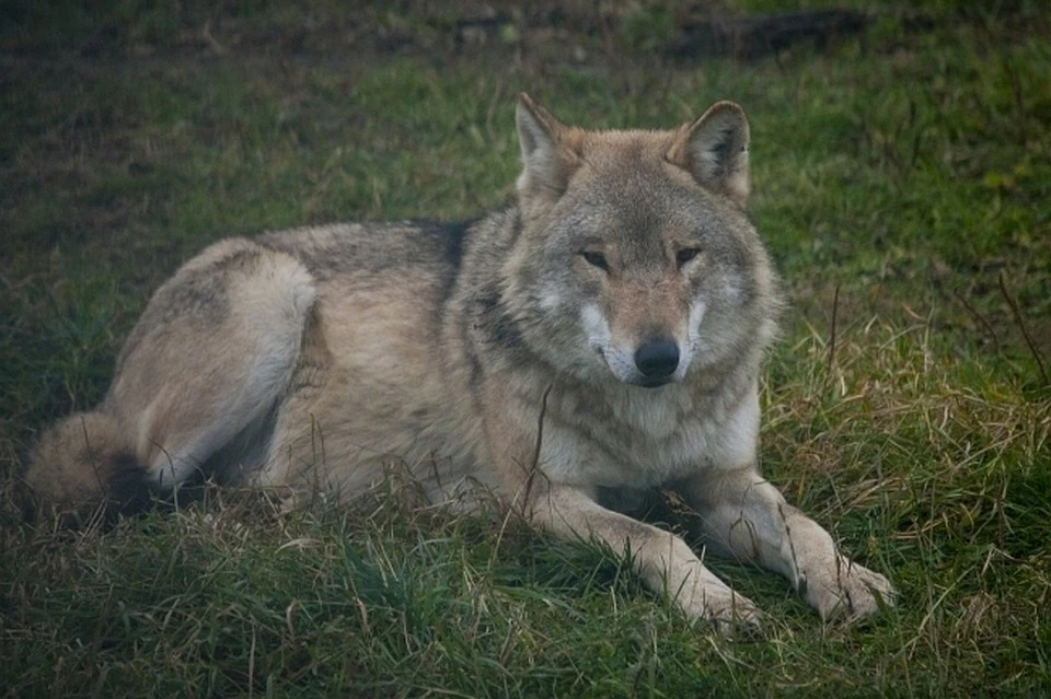 В августе в Удорском районе волк загрыз подростка