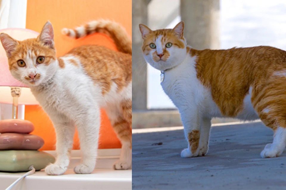 Зайка (слева) просто копия кота Мостика (справа)