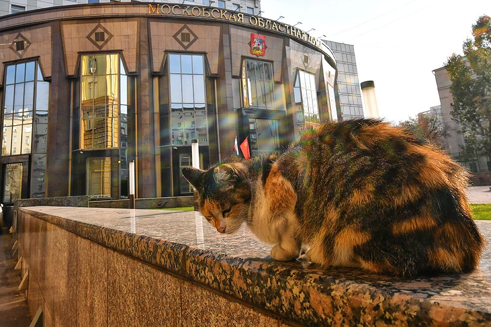 Бездомная кошка у здания Мособлдумы.