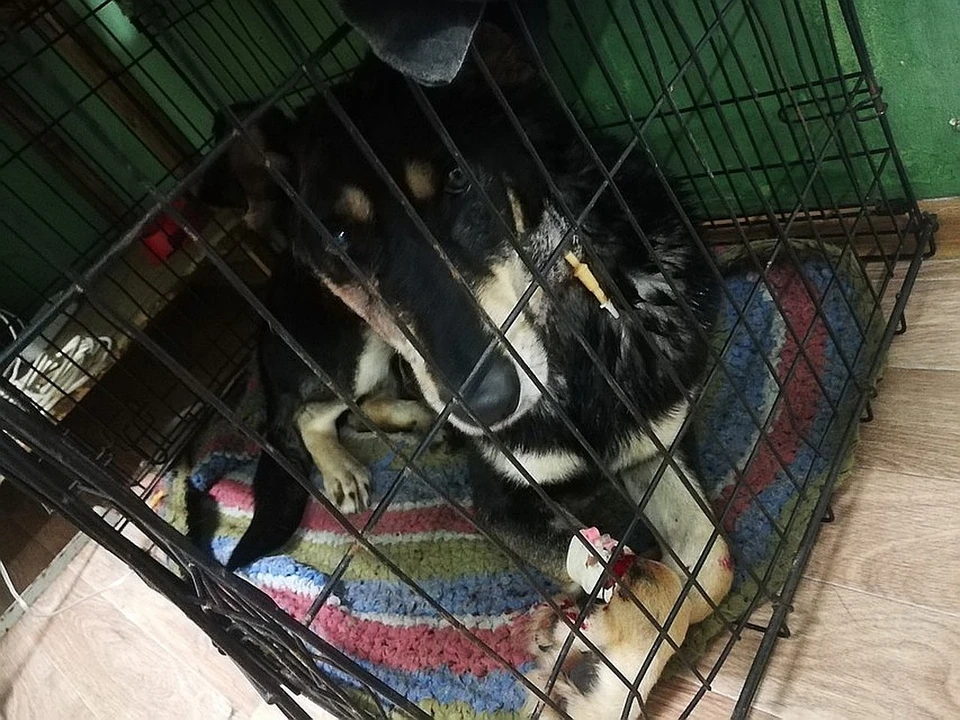 С жуткими ранами Рекса увезли к ветеринарам. К счастью, пес пойдет на поправку. Фото: Валентина Мартынова