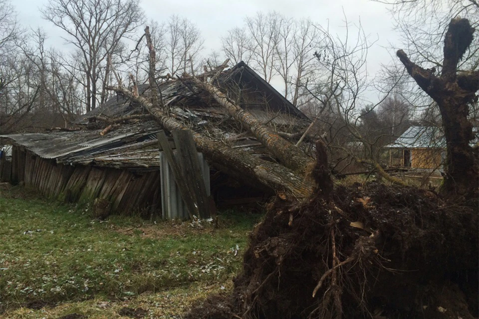 К счастью, вывернутое с корнями дерево упало не на крышу дома, а на хозпостройки. Фото: vk.com/moyvr
