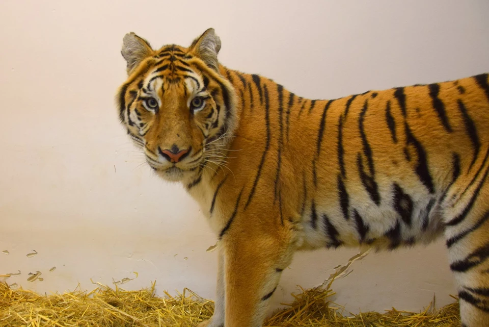 Всем тиграм в зоопарке дали имена. Это - Мерида по кличке Храбрая. Фото: Zoo Poznań Official Site
