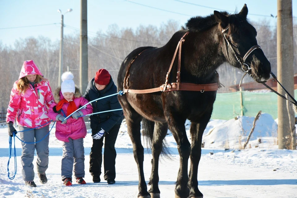 В Челябинске придумали, как приспособить редкий вид спорта - конный скиджоринг - для реабилитации особенных детей Фото: центр "Добрая лошадка"