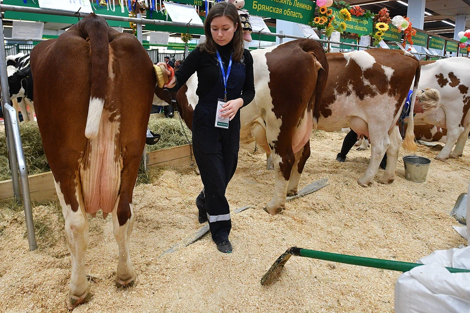 Коровы на Российской агропромышленной выставке `Золотая осень` на ВДНХ.
