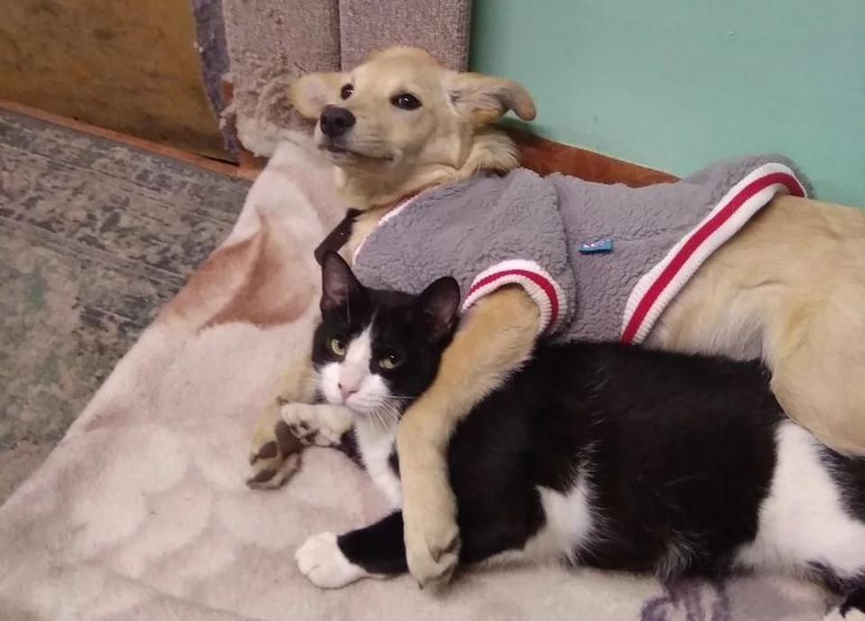 Миссию по восстановлению Доры взял на себя приютский кот. Фото: приют для животных «Кошкино лукошко».