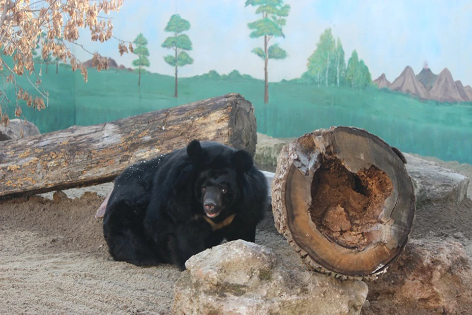 Одноглазая гималайская медведица Даша переехала из «Мишутки» в «Лимпопо».