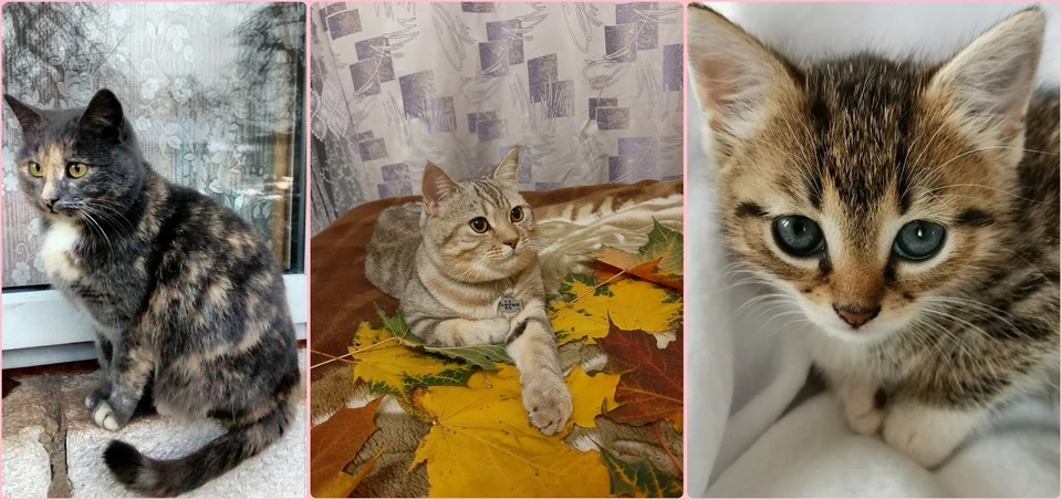 Фото из личных архивов владельцев питомцев. Вот они, самые популярные котики Псковщины.