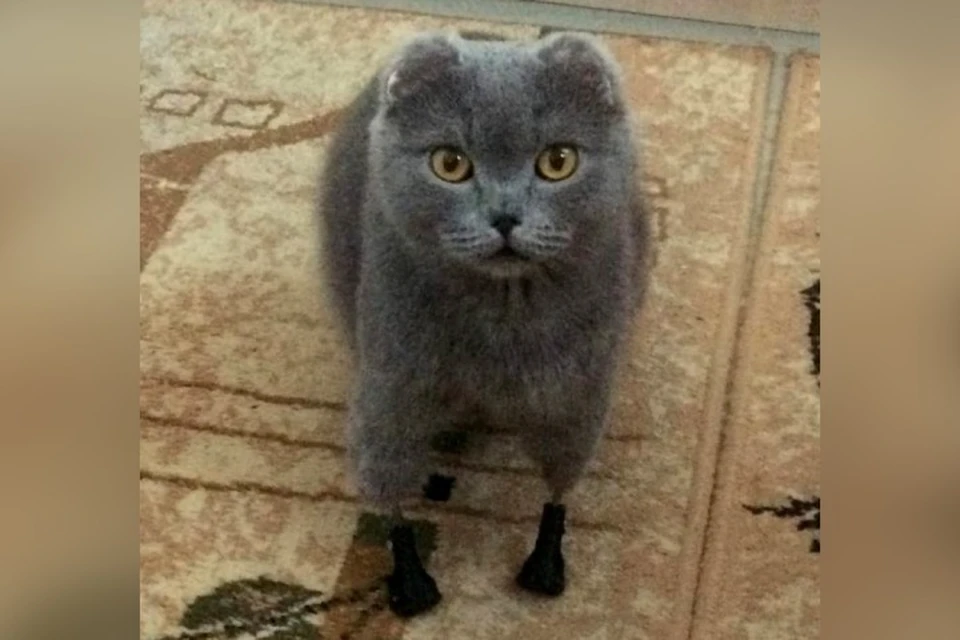 Дымка-титановые лапки: как обычная кошка из Новокузнецка стала уникальной. ФОТО: Нина Полосухина