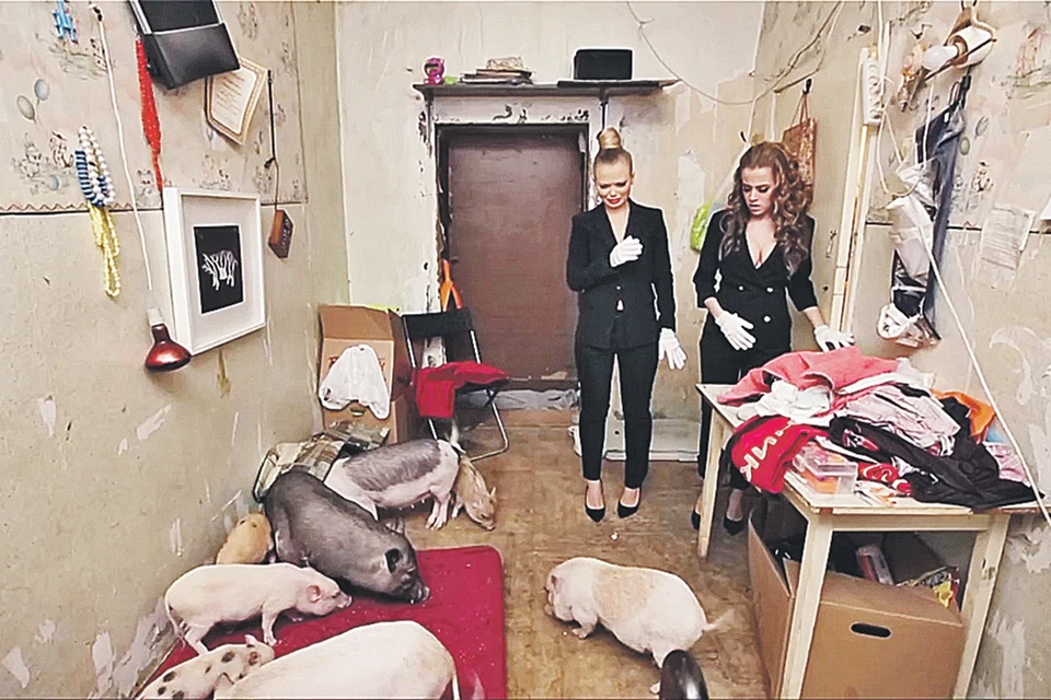 Свинская квартирка: мини-пиги (некоторые довольно крупные) здесь полные хозяева (кадр со съемок программы «Генеральная уборка»). Фото: uborka.friday.ru