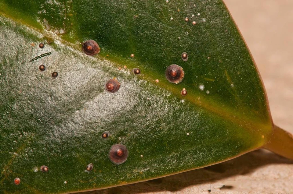 ДНК-инсектициды будут контролировать численность ложнощитовок, которые вредят кофейным деревьям африканской страны.