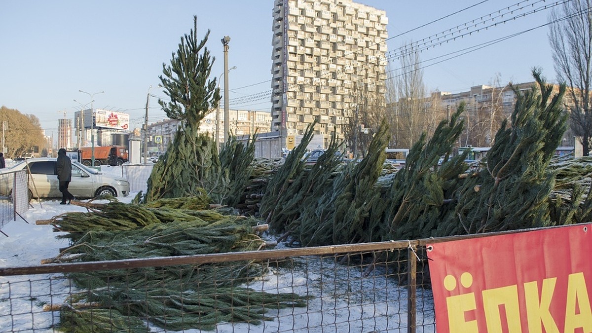 Адреса елочных базаров в Самаре 2019: где купить живую ель, график работы  торговых точек - KP.RU