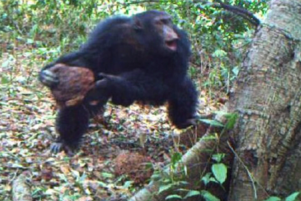 Ученые пытаются понять, зачем шимпанзе кидают камни в деревья.