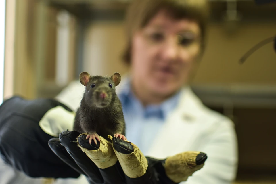 Чтобы подержать агрессивных крыс, нужны специальные перчатки.