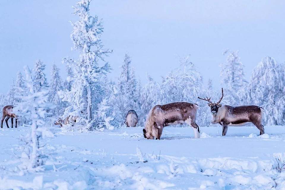 Погода на Ямале 1 января 2020 года: морозно и сильный ветер. Фотограф Равиль Сафарбеков
