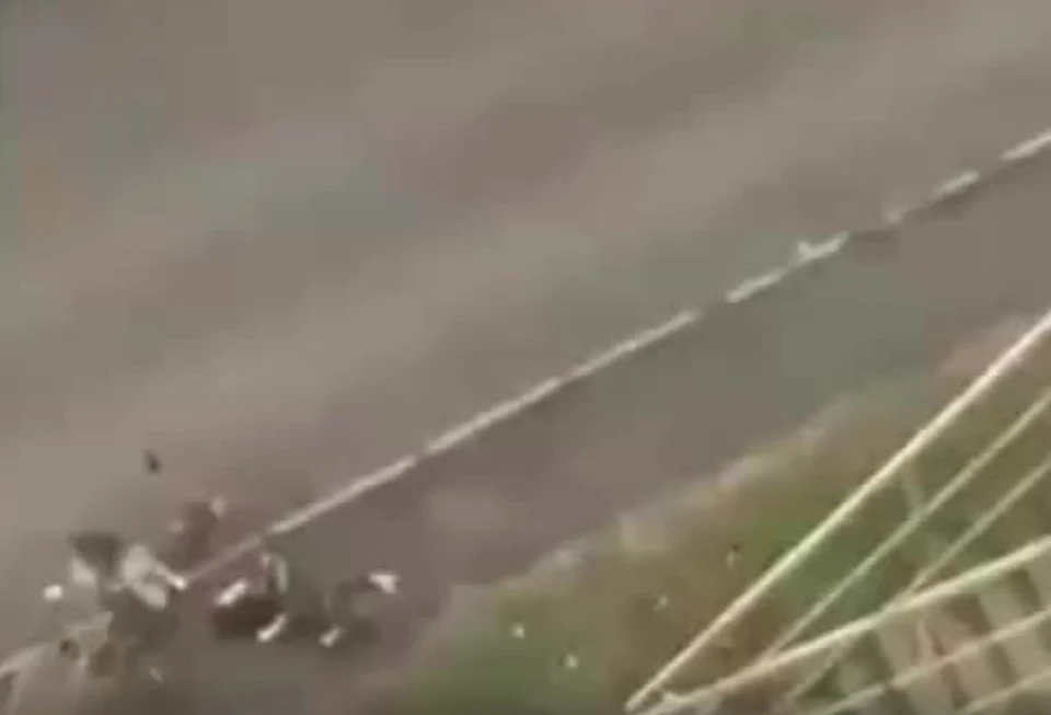 В Краснодаре стая бездомных собак загрызла пса. ФОто: скрин с видео