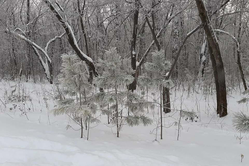Погода на Ямале 9 января: повсеместно пройдет снег