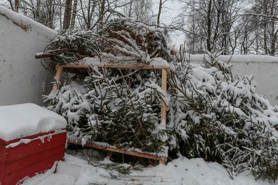 Если выбросить праздничное дерево просто на помойку, то оно будет разлагаться, как и любой другой биомусор