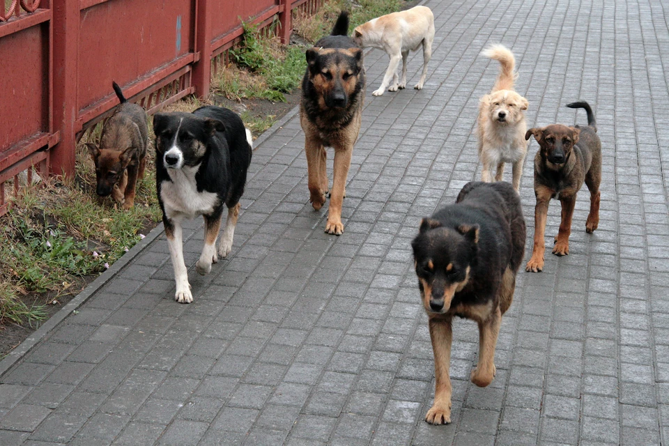 Точное число убитых собаками косуль власти назвать не могут, однако уверяют – псы загрызли несколько десятков животных.