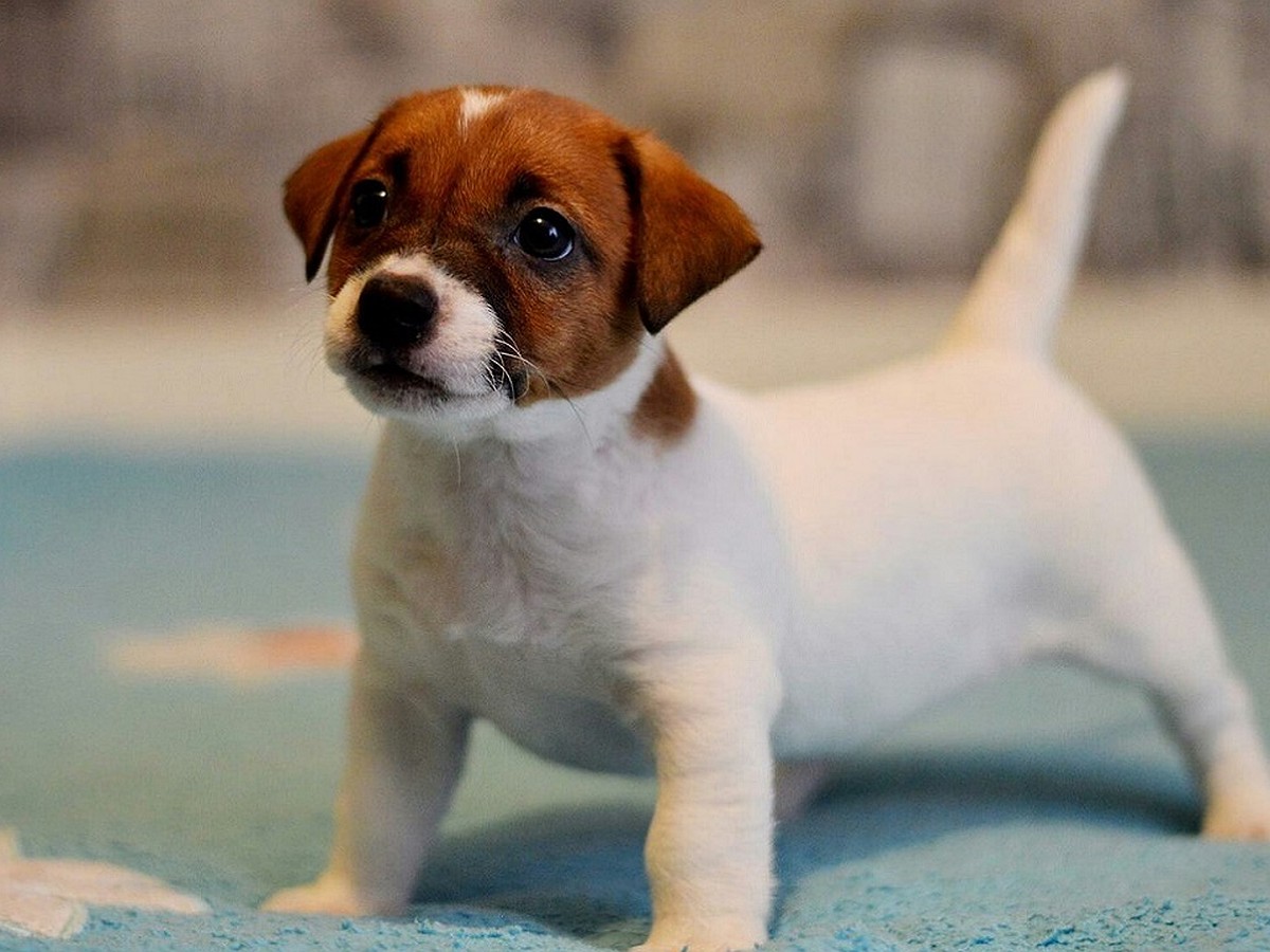 ROYAL CANIN корм для щенков Jack Russell Puppy