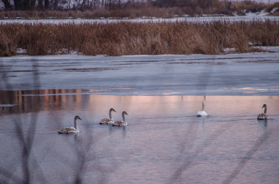 Лебеди вернулись в Сызрань намного раньше, чем обычно. Фото: Юрий Хайров