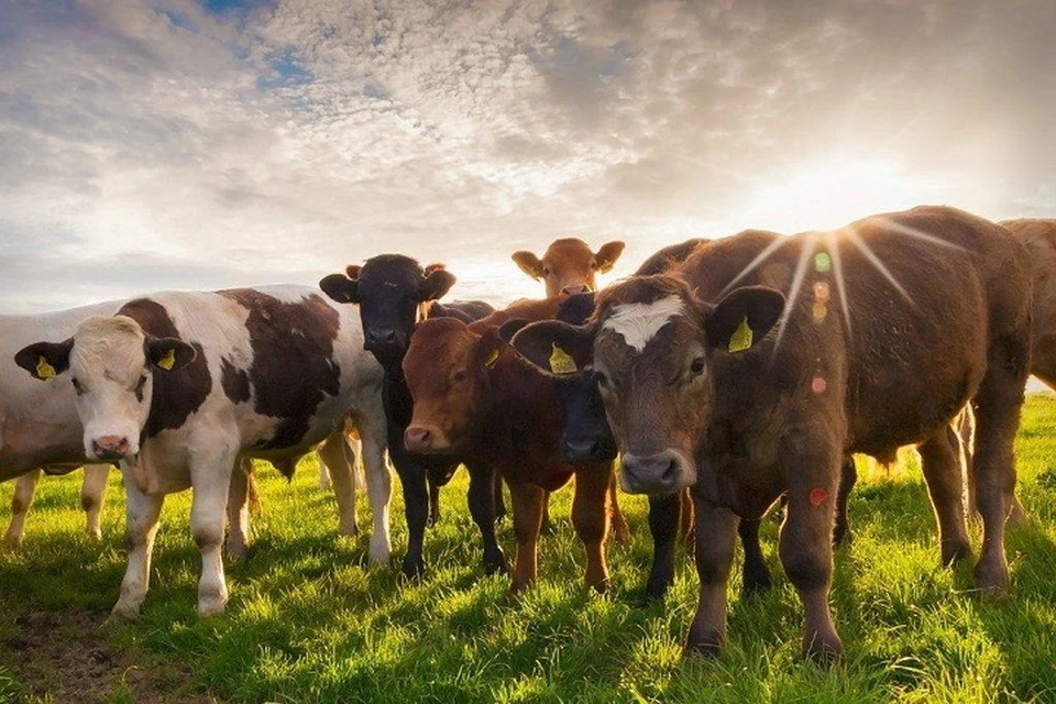 Массовый экспорт живого скота для дальнейшей переработки и перепродажи создал основу для спекулятивного роста цен на мясную продукцию.