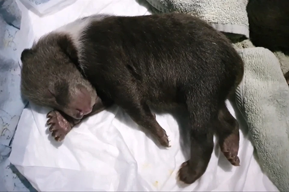 Своевременно начатая терапия помогла остановить развитие болезни, медвежонок начал есть и набирать вес Фото: vk.com/Центр спасения медвежат-сирот
